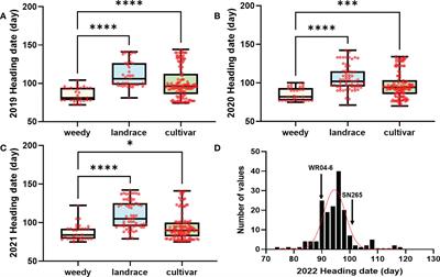 Genetic basis of the early heading of high-latitude weedy rice